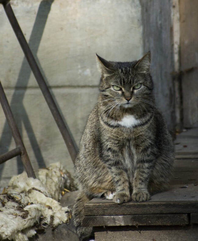 Фотографии суровых дворовых котов