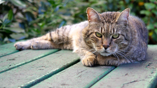 Фотографии суровых дворовых котов