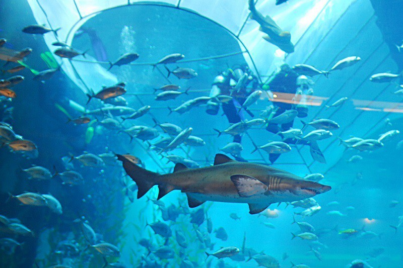 Крупнейший в мире аквариум в ТРЦ "Дубай Молл", ОАЭ