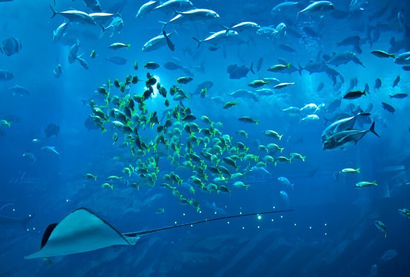 Крупнейший в мире аквариум в ТРЦ "Дубай Молл", ОАЭ
