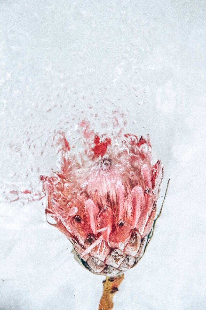 Цветы под водой в фотографиях Лизы Соргини