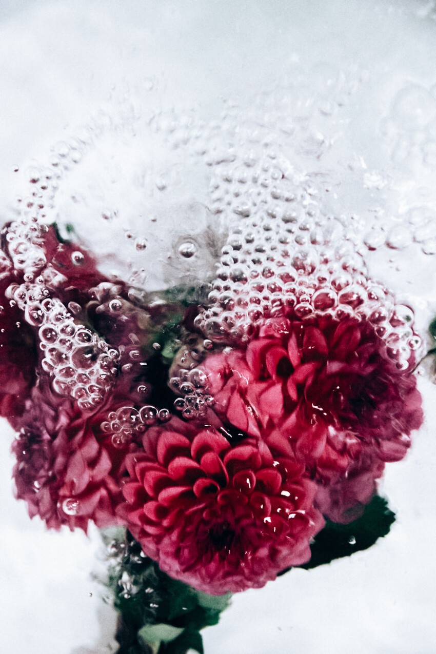 Цветы под водой в фотографиях Лизы Соргини