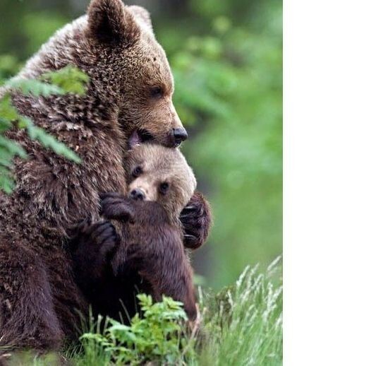  Воспитывая ребенка хорошим человеком, родители делают Богоугодное дело! Позволяя ребенку расти  подлецом, родители, совершают подлость.  