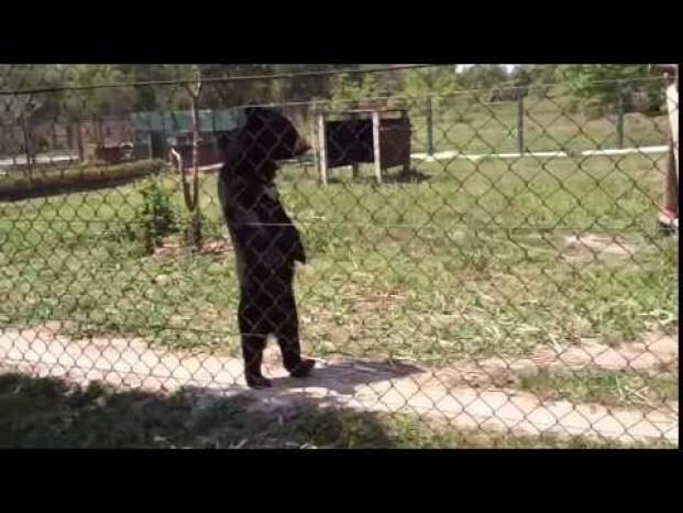 Забавный медведь ходит как человек 