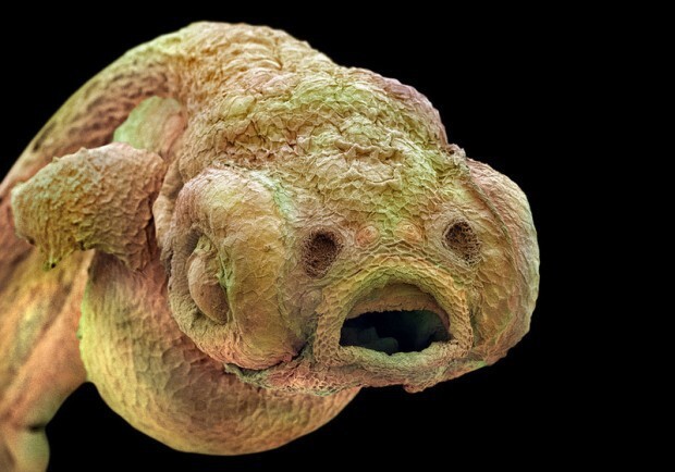 Эмбрион рыбы