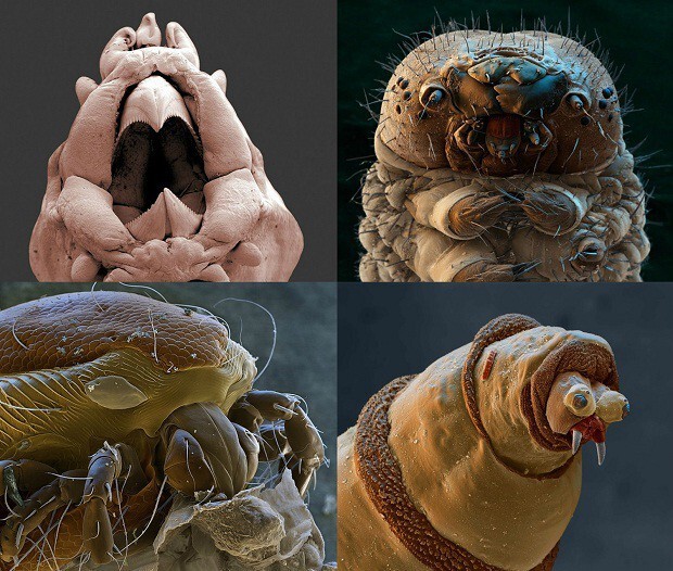 Живые организмы под микроскопом