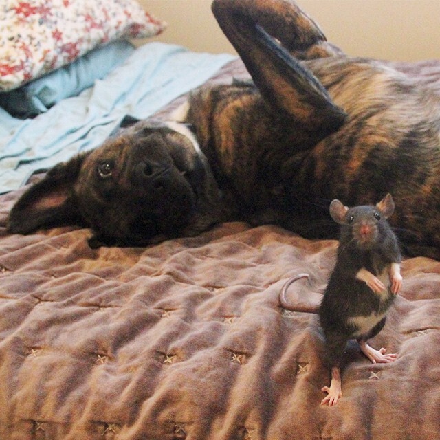 Необычная дружба:крыса и собака лучшие друзья