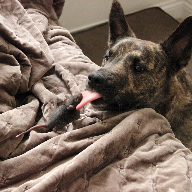 Необычная дружба:крыса и собака лучшие друзья