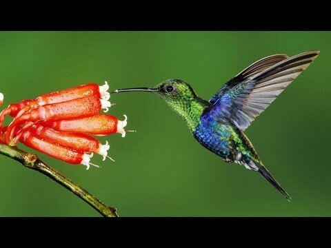 Прикольная птичка колибри 