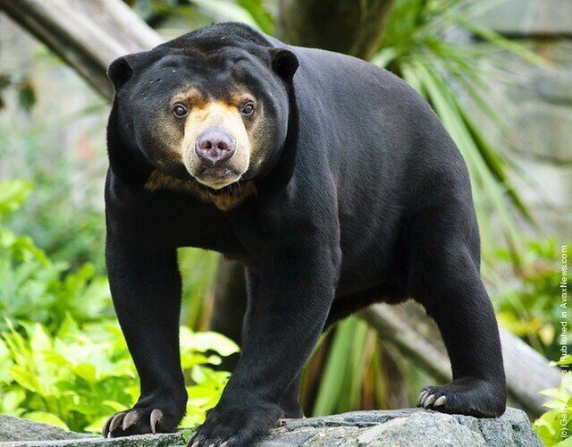 Малайский медведь или бируанг 