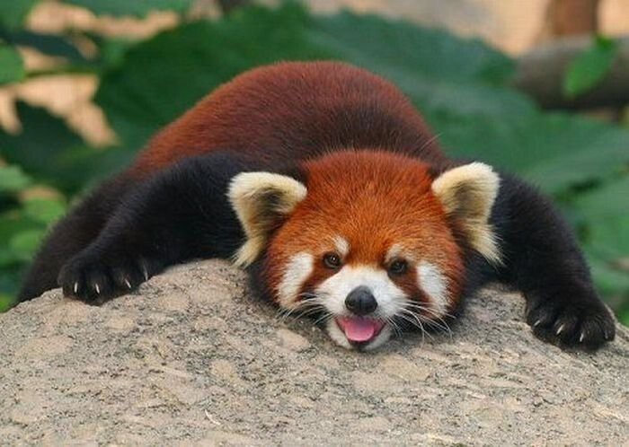 Малая панда или рыжая панда