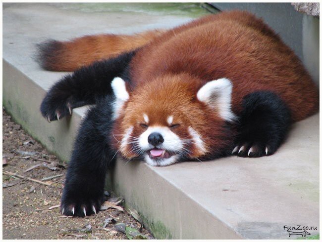 Малая панда или рыжая панда
