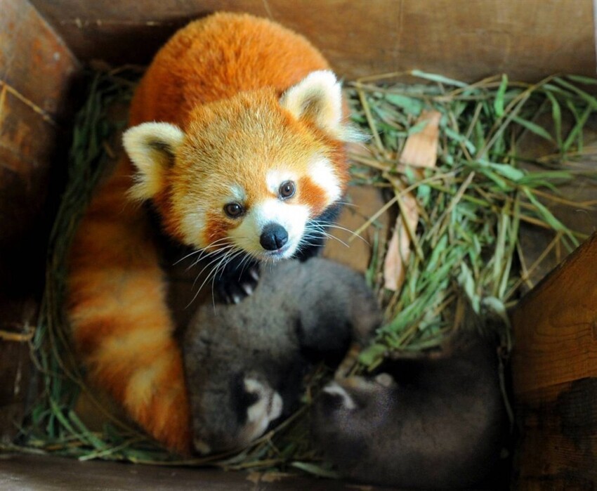 В Сиднее, в зоопарке Таронга на Рождество появился малыш красной панды. С 1977 года это 45-й по счету детеныш красной панды, родившийся в зоопарке. 7 апреля малыша показали фотографам.