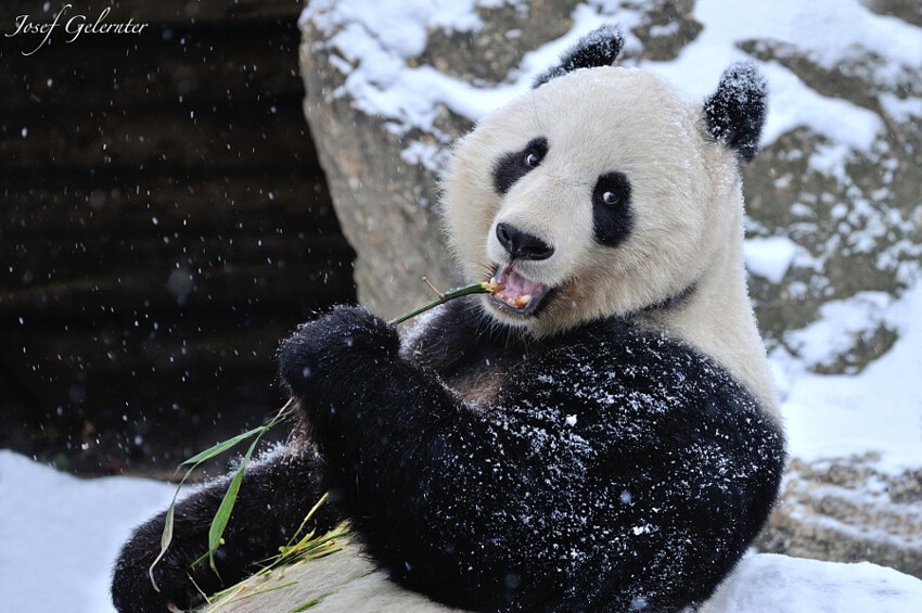 Скучающие, задумчивые и забавные панды