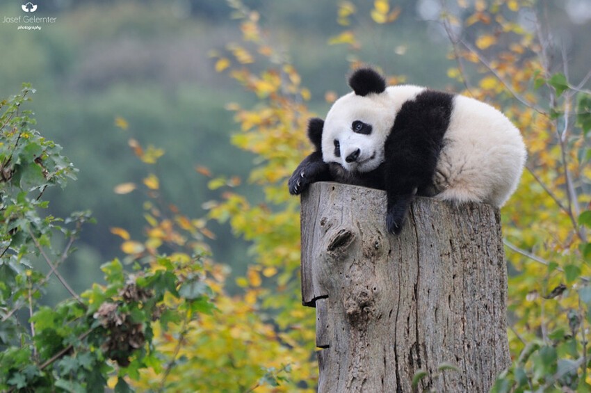 Скучающие, задумчивые и забавные панды