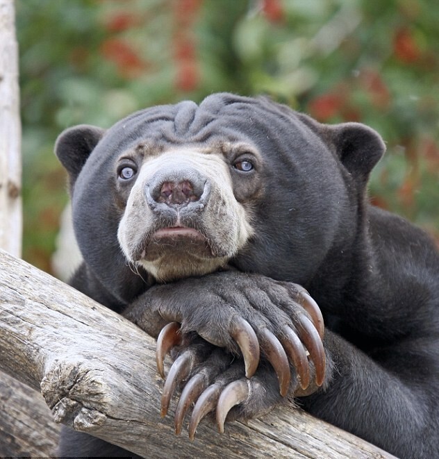  Малайский медведь