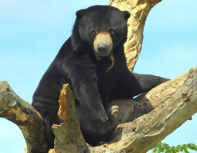  Малайский медведь