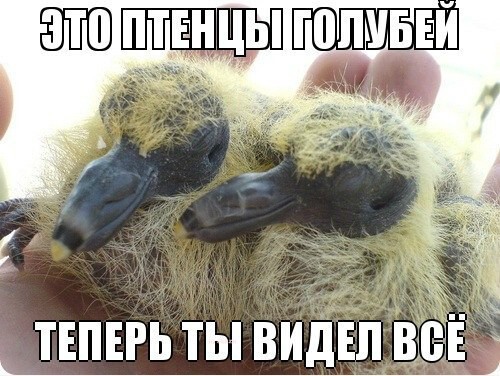 Теперь ты видел все