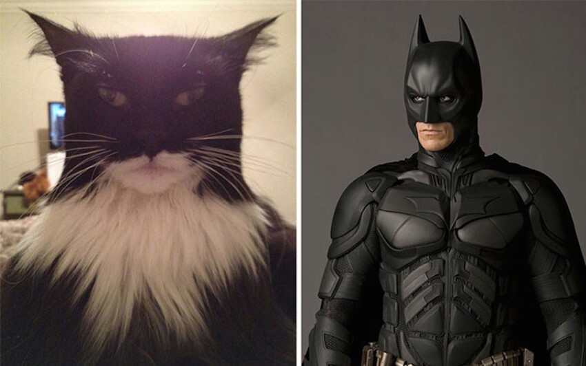 Кот, весьма напоминающий известного супергероя Бэтмена.