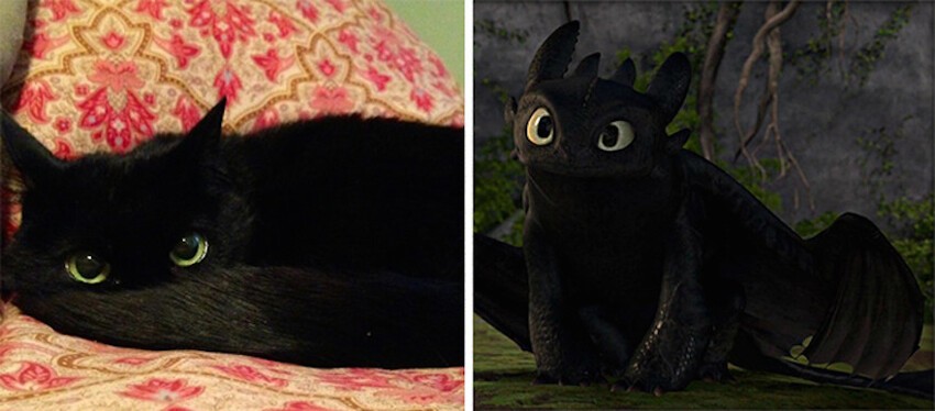 Кошка напоминающая Беззубика из мультфильма «Как приручить дракона».