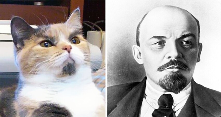Один в один: кот и Владимир Ильич.