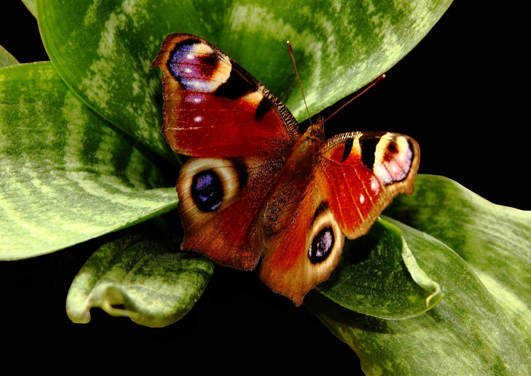 Бабочки. Интересные факты