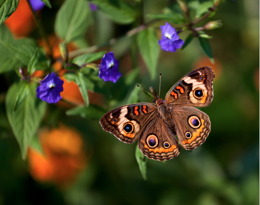 Бабочки. Интересные факты