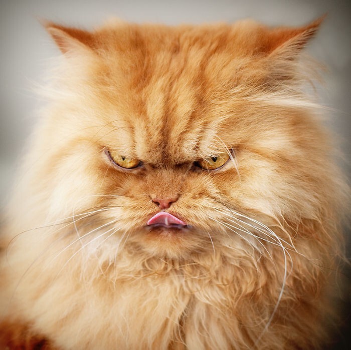  Самый сердитый кот, которого вы когда-либо видели