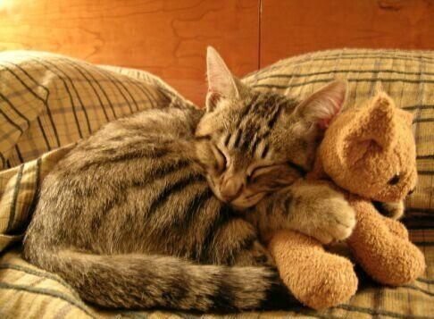 Котики, спящие со своими любимыми игрушками