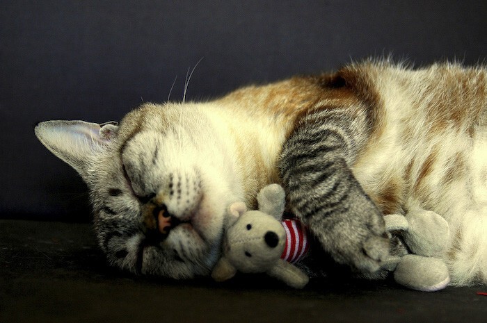 Котики, спящие со своими любимыми игрушками