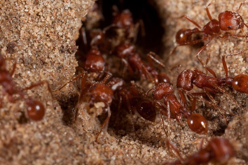 Красный муравей-жнец: 3.0