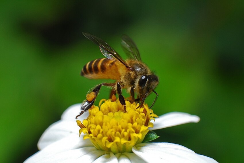 Медоносная пчела: 2.0