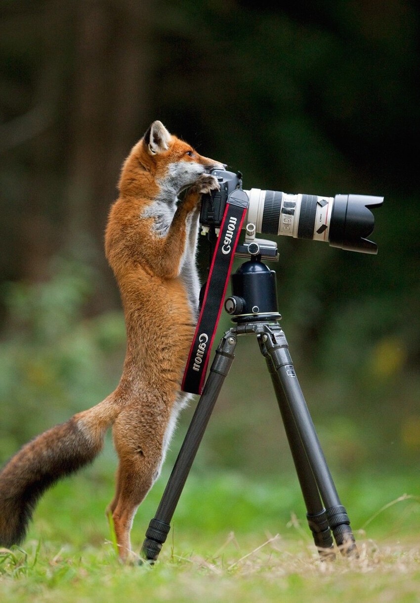 Любопытные животные и фотоаппарат