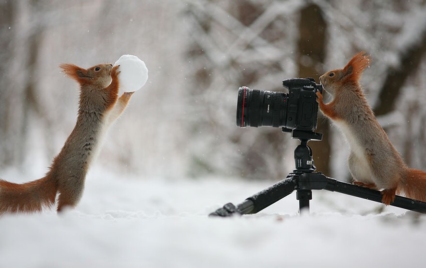 Любопытные животные и фотоаппарат