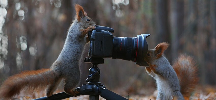 Любопытные животные и фотоаппарат