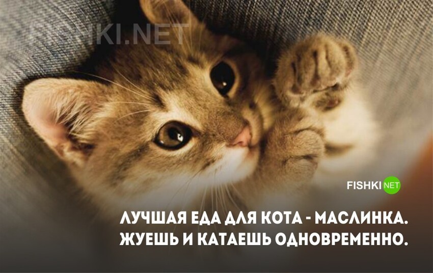 20 открыток с истинными мыслями замурчательных котов