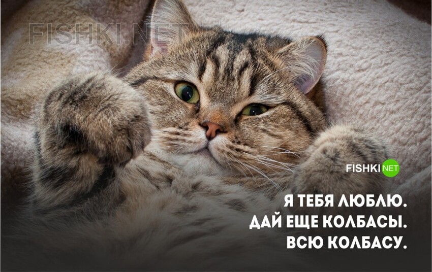 20 открыток с истинными мыслями замурчательных котов