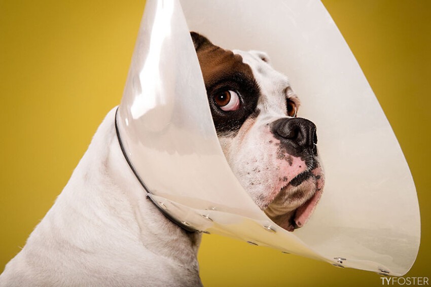 Эмоциональные портреты собак в конусах позора