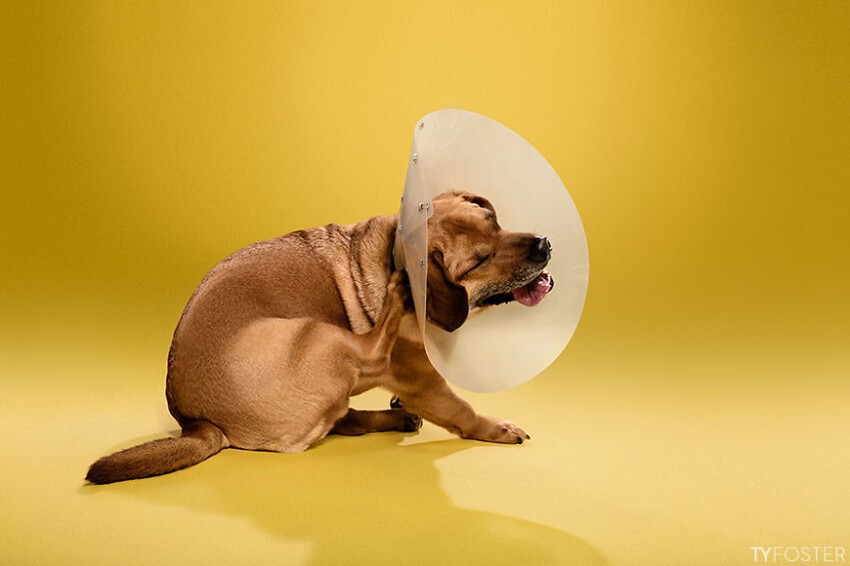 Эмоциональные портреты собак в конусах позора