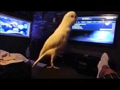 Забавный попугай 