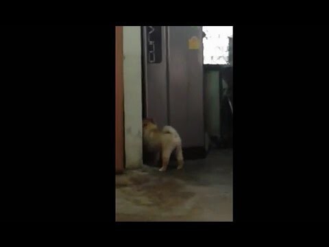 Голодный пес открывает холодильник 