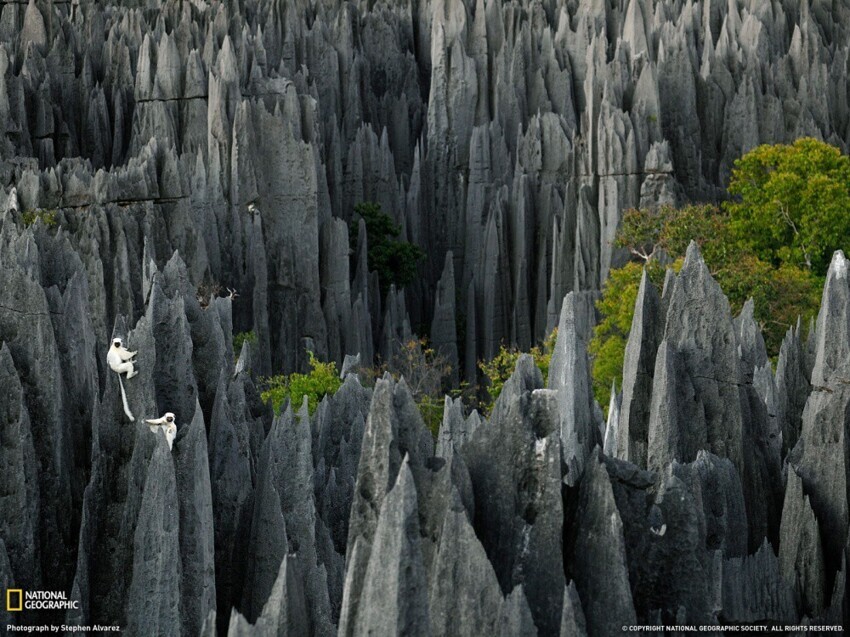 Цинги-де-Бемараха — каменный лес на Мадагаскаре.