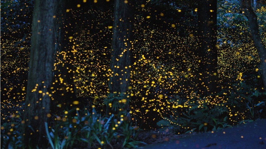 Лес светлячков в Японии.