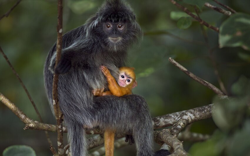 Самка гривистого тонкотела (лат. Trachypithecus cristatus) вместе со своим новорождённым малышом сидит на ветке дерева в Национальном парке Бако на острове Борнео, Малайзия.