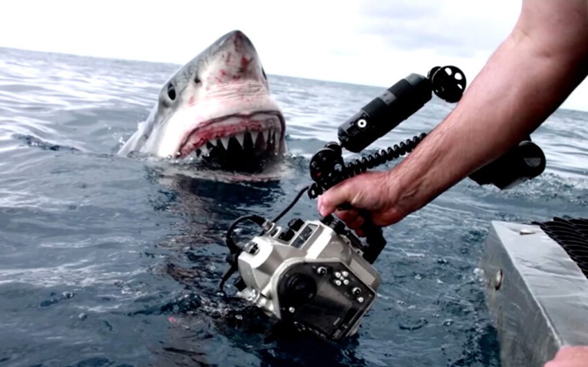 4,5-метровая белая акула вынырнула из воды всего лишь в нескольких сантиметрах от австралийского режиссёра Дэйва Риггса во время съёмок телепередачи «Неделя акул» у берегов Порт-Линкольна в Южной Австралии. 
