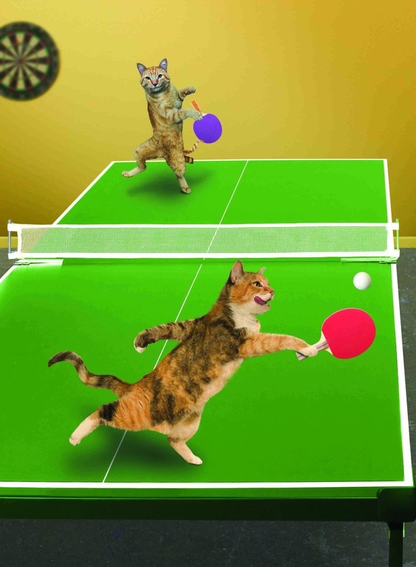 Кошки играют мячами, шариками и т.д.