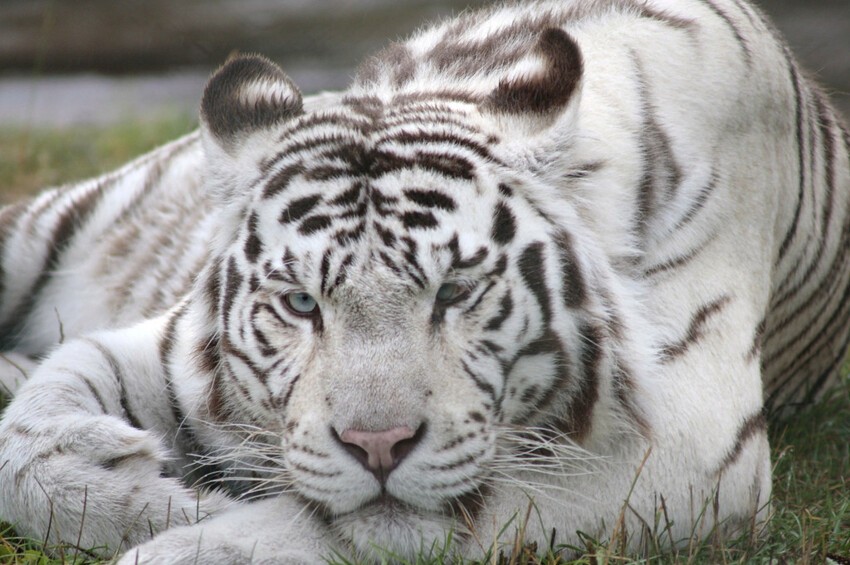 Белый Бенгальский тигр