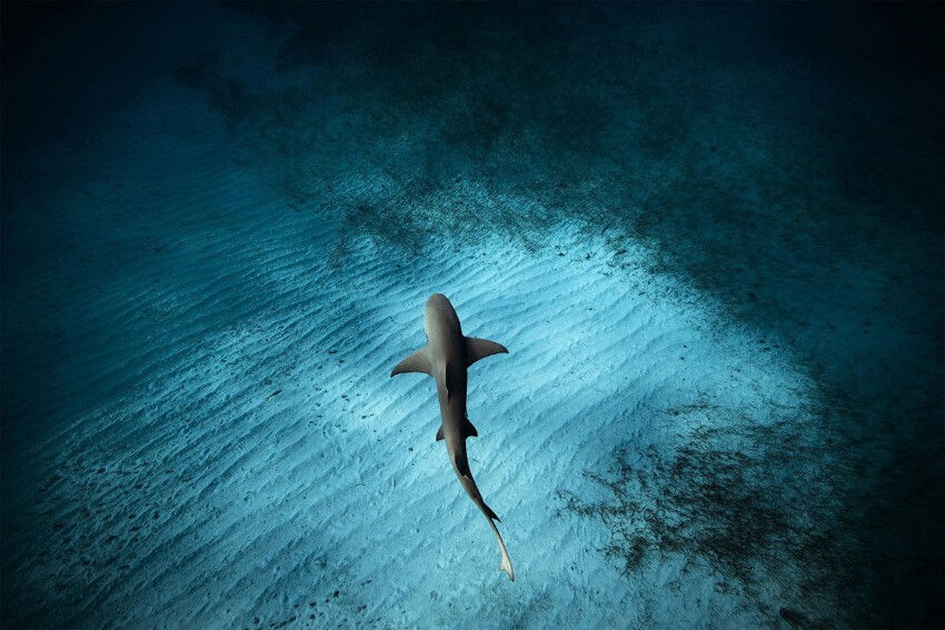  Лимонная акула на Багамах. 