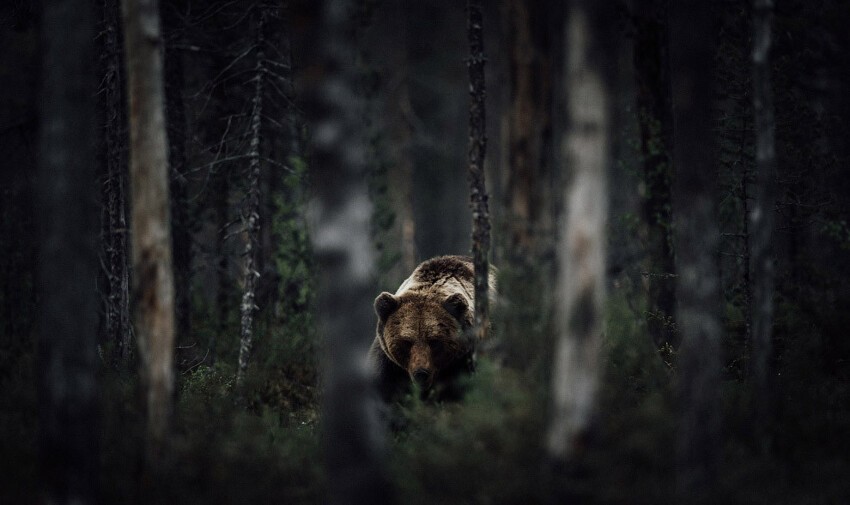 Медведь в финских лесах. 