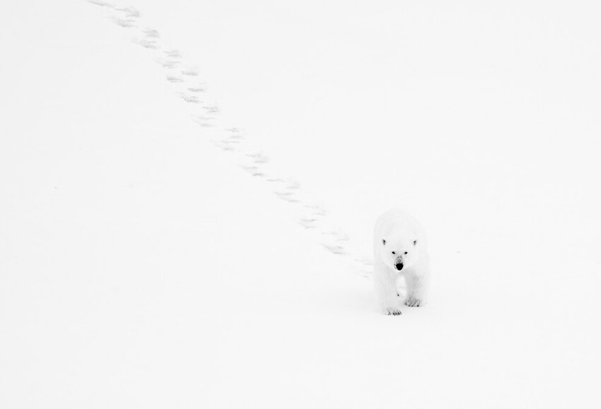 Белый медведь на Шпицбергене. 